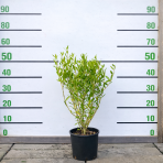 Filirea úzkolistá (Phillyrea angustifolia) ´GREEN UP´ - výška 50-70 cm, kont. C3L